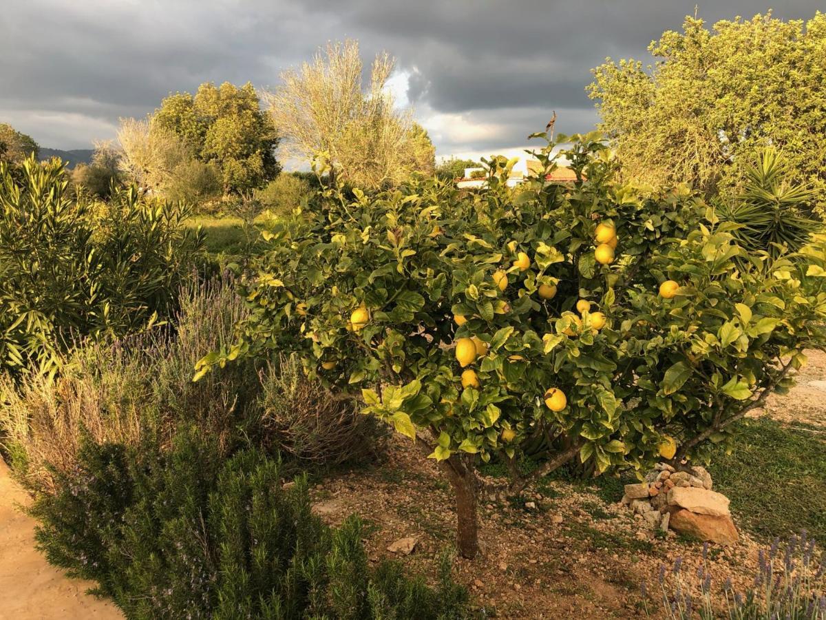 Villa Alba Llucmajor (Mallorca)
